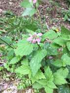 Image of Lamium flexuosum Ten.