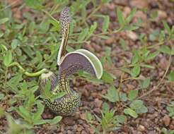 Image of Aristolochia esperanzae Kuntze