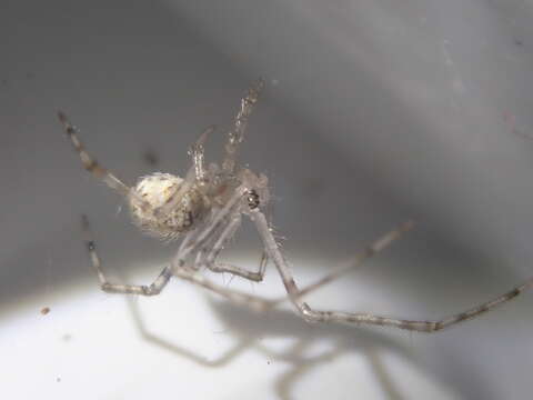 Image of White porch spider