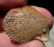 Image of variegated scallop