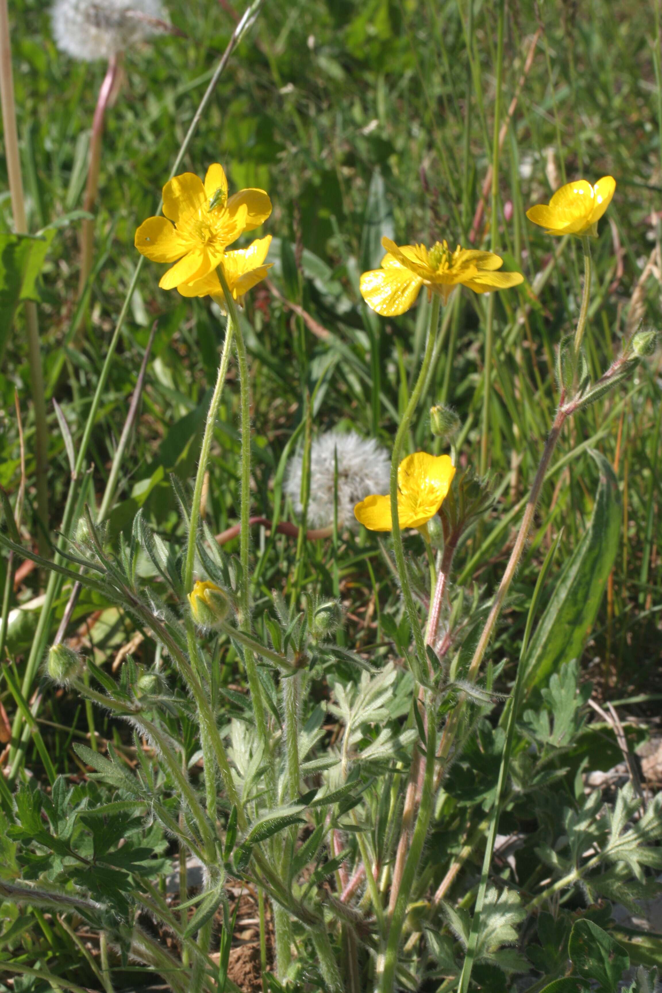 Ranunculus bulbosus L.的圖片