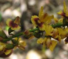 Image of Pterocarpus violaceus Vogel