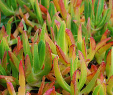 Image of Carpobrotus N. E. Br.