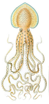 Image of Pinnoctopus d'Orbigny 1845