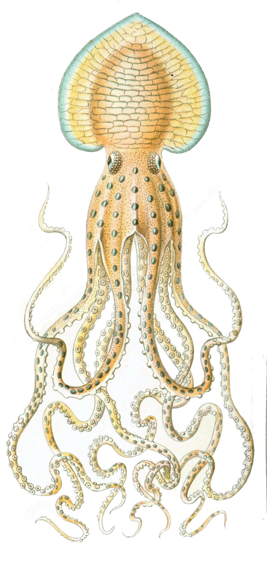 Image of Pinnoctopus d'Orbigny 1845