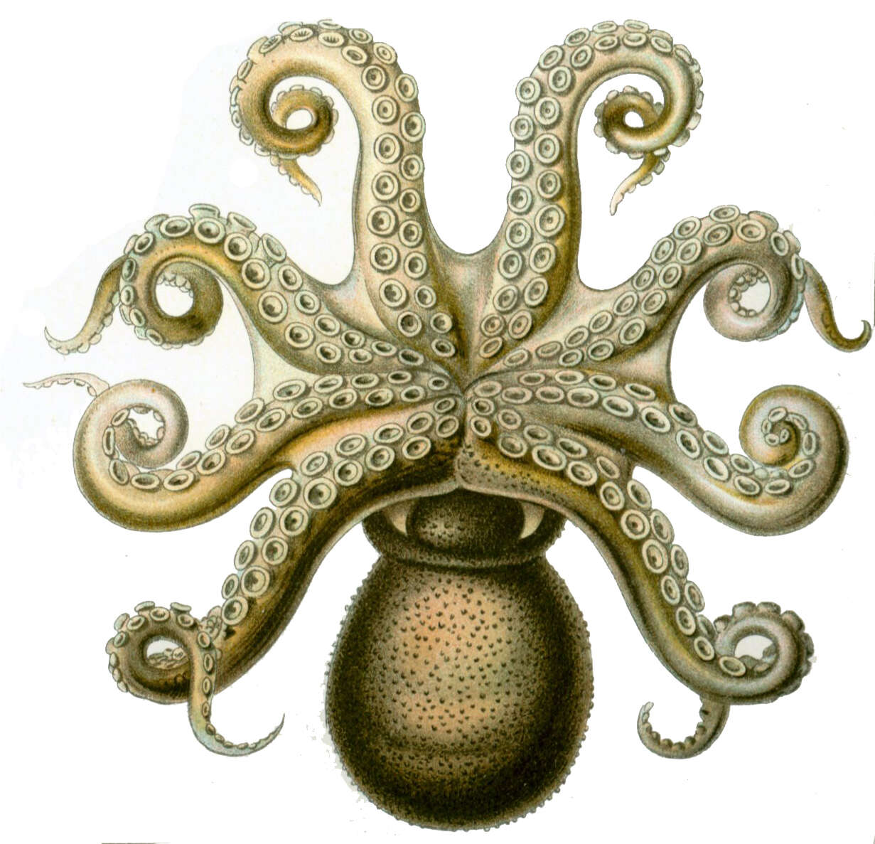 Image of Common octopus