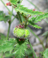 Image of branched noseburn