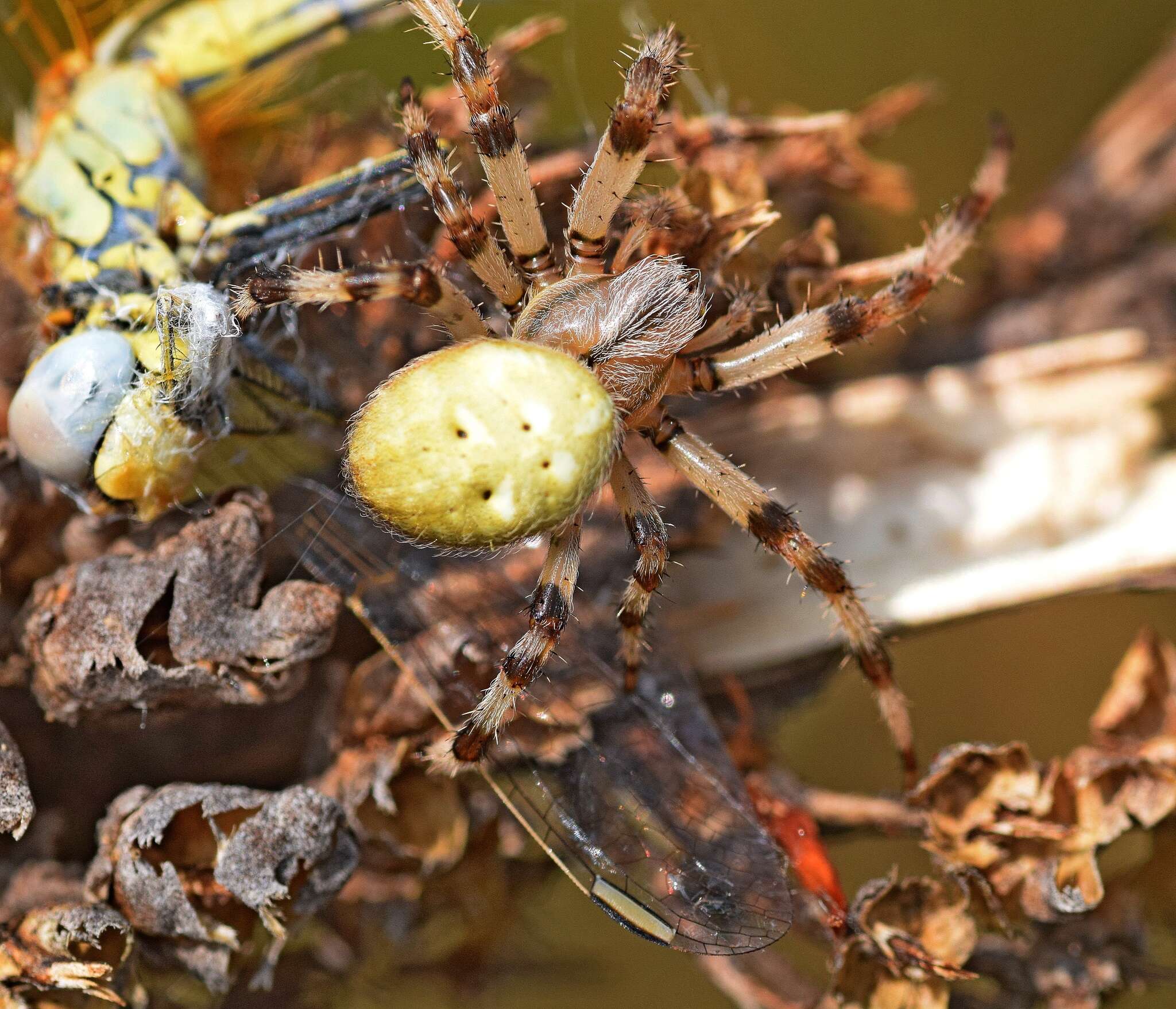 Image of Araneus quadratus Clerck 1757