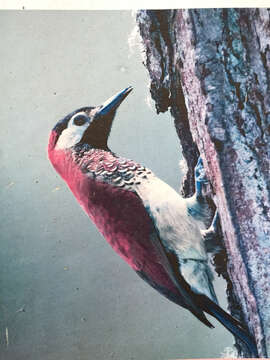 Image of Crimson-mantled Woodpecker