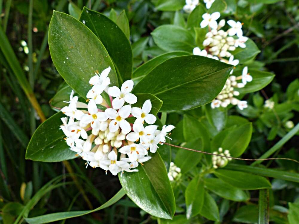 Image of long-leaved pimelea