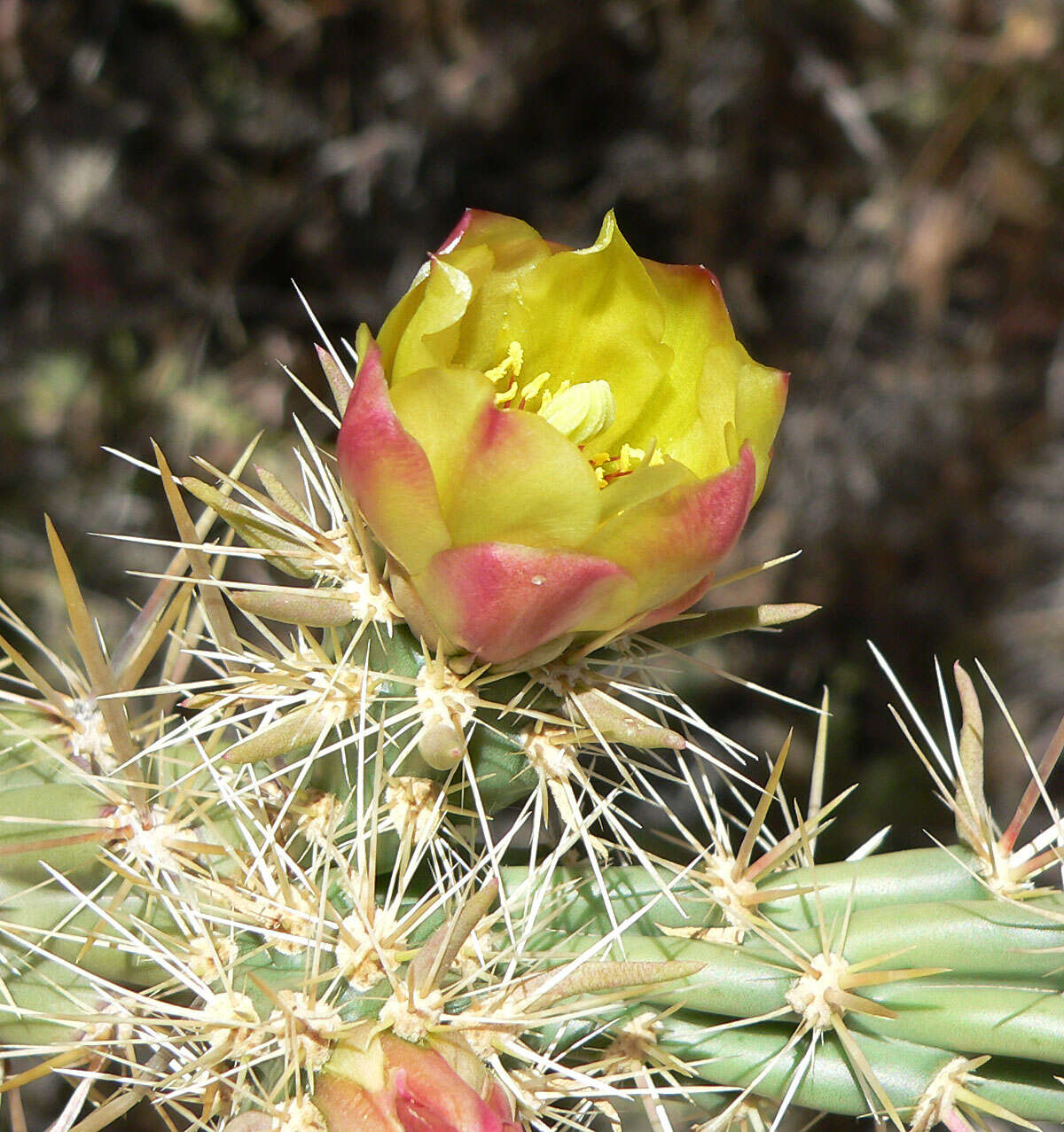 Imagem de Cylindropuntia acanthocarpa (Engelm. & J. M. Bigelow) F. M. Knuth