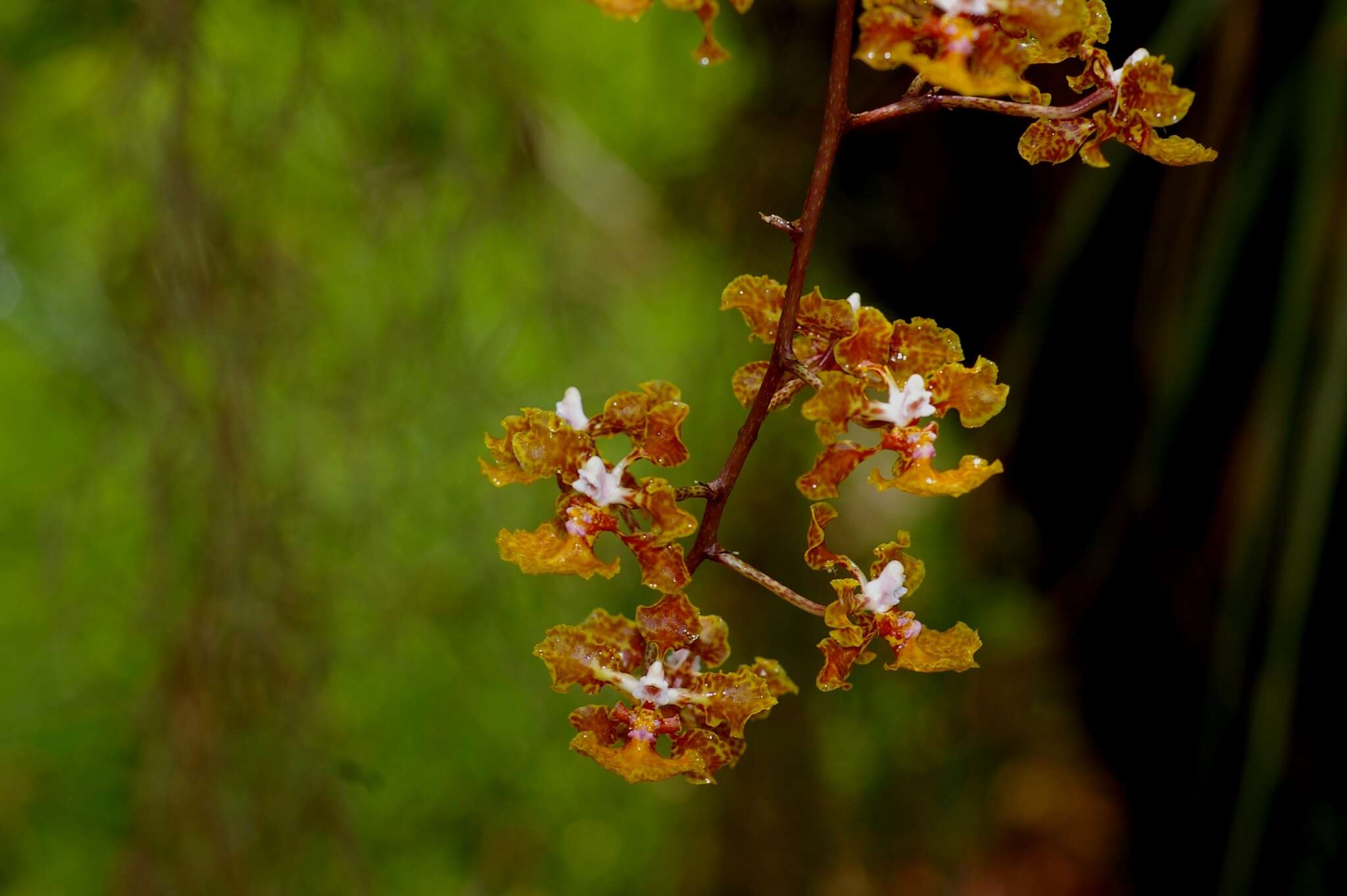 Image of spotted mule-ear orchid