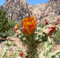 Image de Cylindropuntia acanthocarpa (Engelm. & J. M. Bigelow) F. M. Knuth