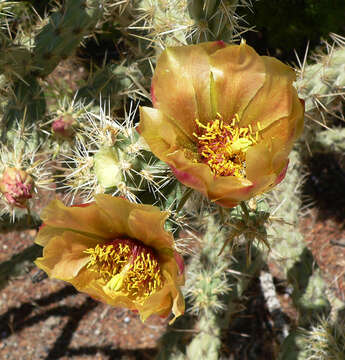 Imagem de Cylindropuntia acanthocarpa (Engelm. & J. M. Bigelow) F. M. Knuth