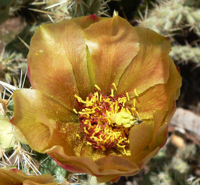 Image de Cylindropuntia acanthocarpa (Engelm. & J. M. Bigelow) F. M. Knuth