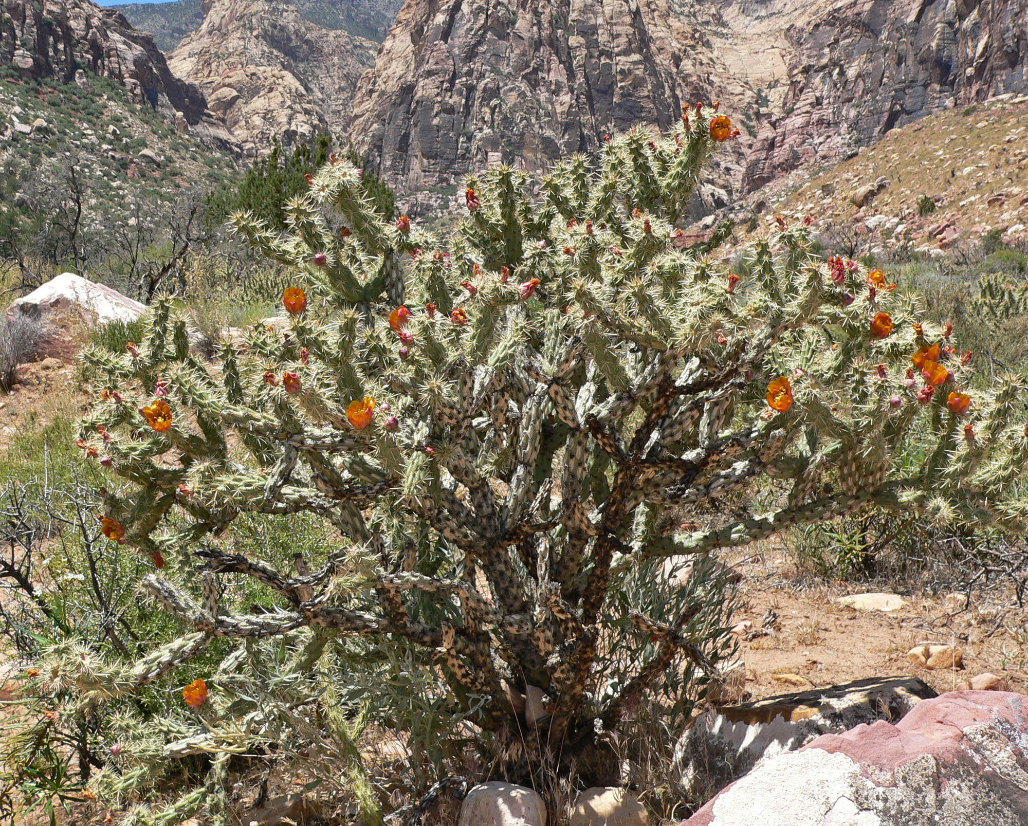 Imagem de Cylindropuntia acanthocarpa (Engelm. & J. M. Bigelow) F. M. Knuth