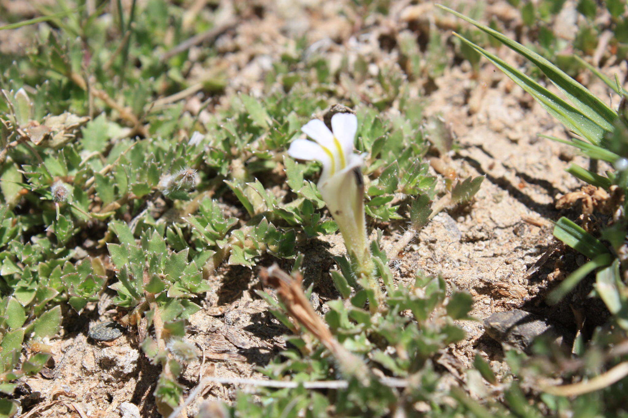 Image of Lobelia thermalis Thunb.