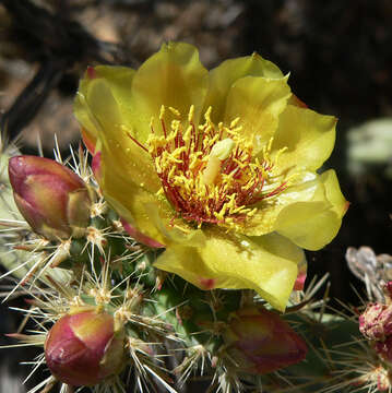 Imagem de Cylindropuntia acanthocarpa (Engelm. & J. M. Bigelow) F. M. Knuth