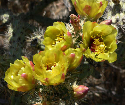 Imagem de Cylindropuntia acanthocarpa (Engelm. & J. M. Bigelow) F. M. Knuth