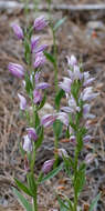 Image of Cephalanthera kurdica Bornm. ex Kraenzl.