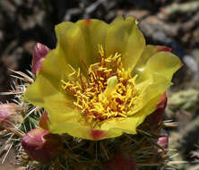 Imagem de Cylindropuntia acanthocarpa (Engelm. & J. M. Bigelow) F. M. Knuth