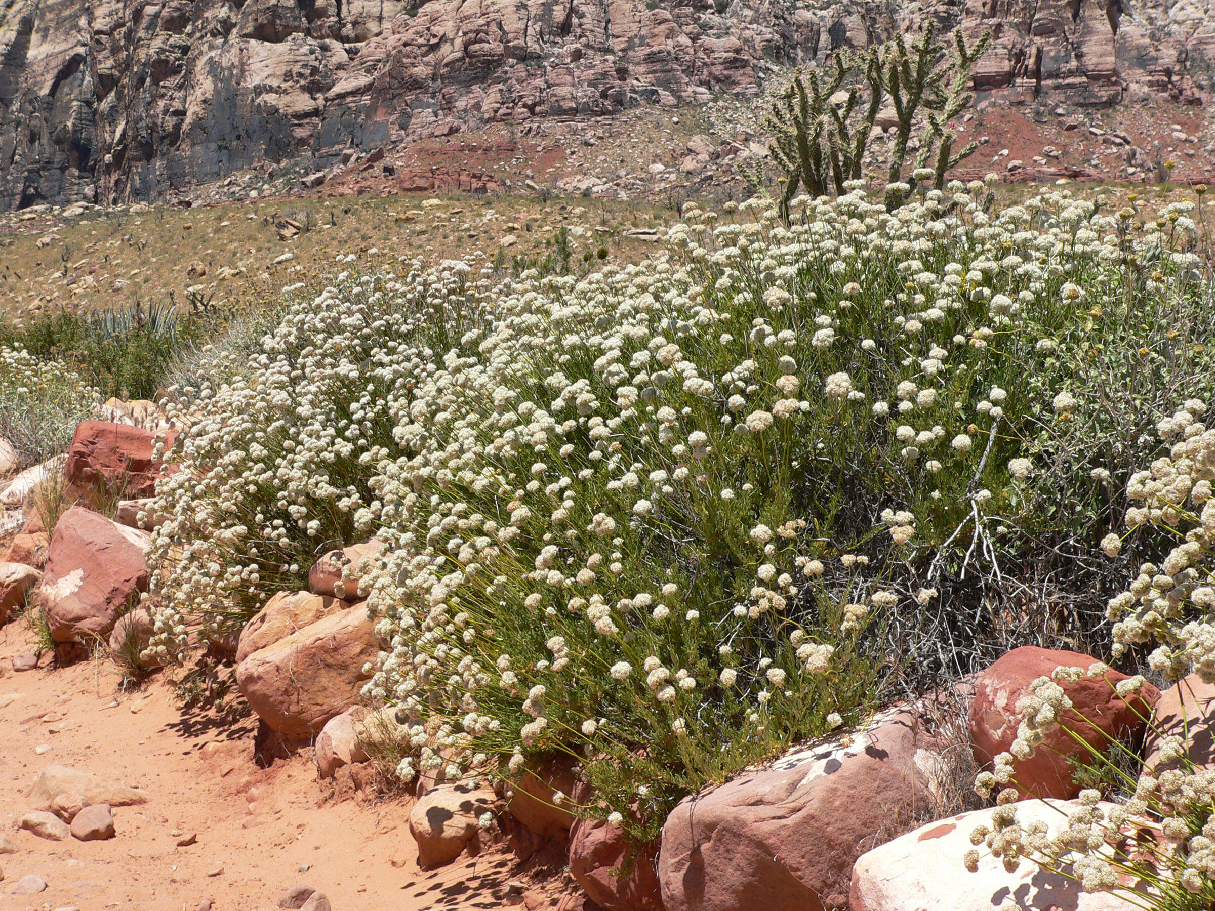 Imagem de Eriogonum fasciculatum Benth.