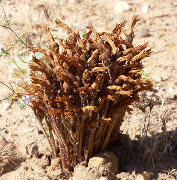 Image of clustered broomrape