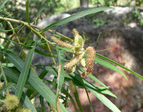 Plancia ëd Salix exigua Nutt.