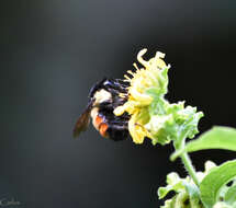 Image of Bombus ephippiatus Say 1837