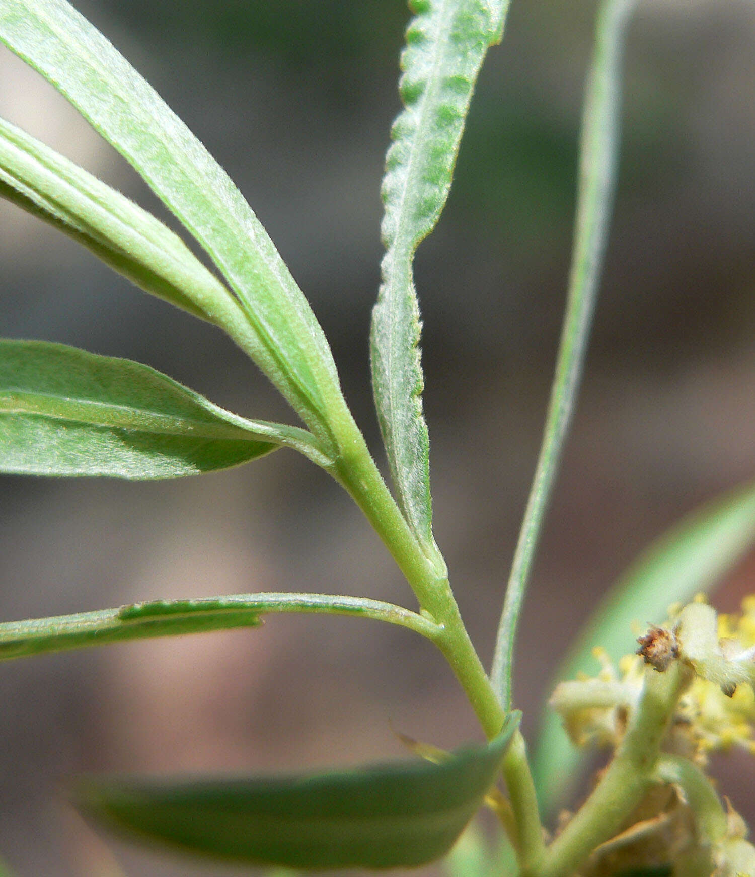 Image of narrowleaf willow