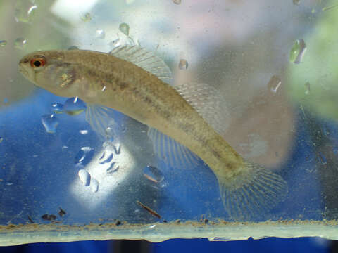 Image of Rush Darter