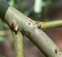 Image of narrowleaf willow