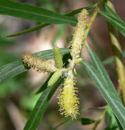 Image of narrowleaf willow