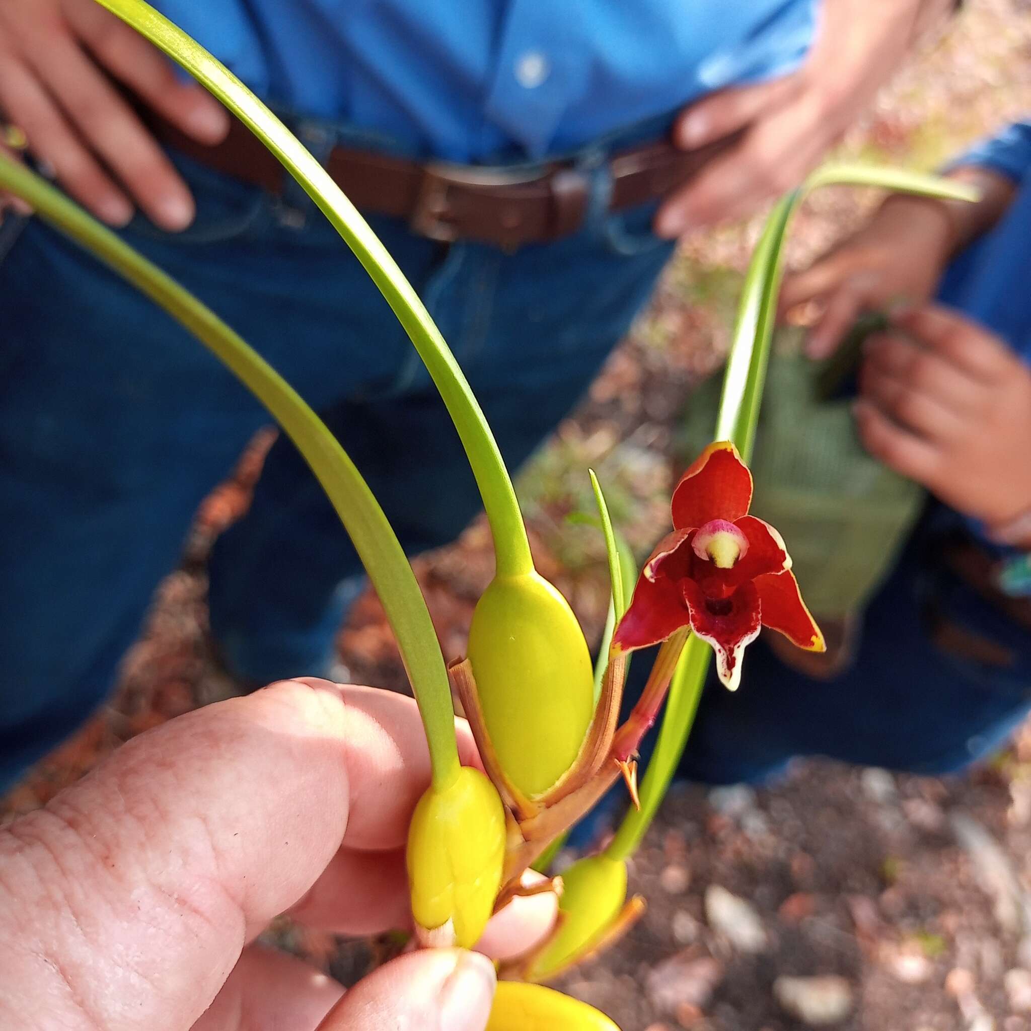 Image of Coconut orchid