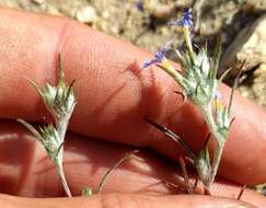 Imagem de Eriastrum calocyanum S. J. De Groot