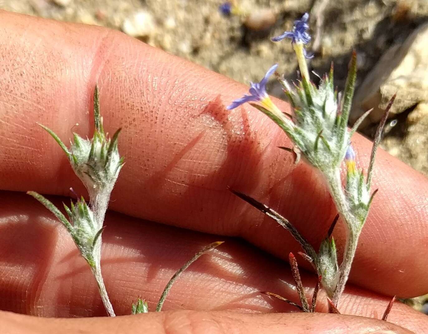 Слика од Eriastrum calocyanum S. J. De Groot