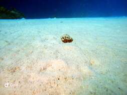 Image of stareye hermit crab