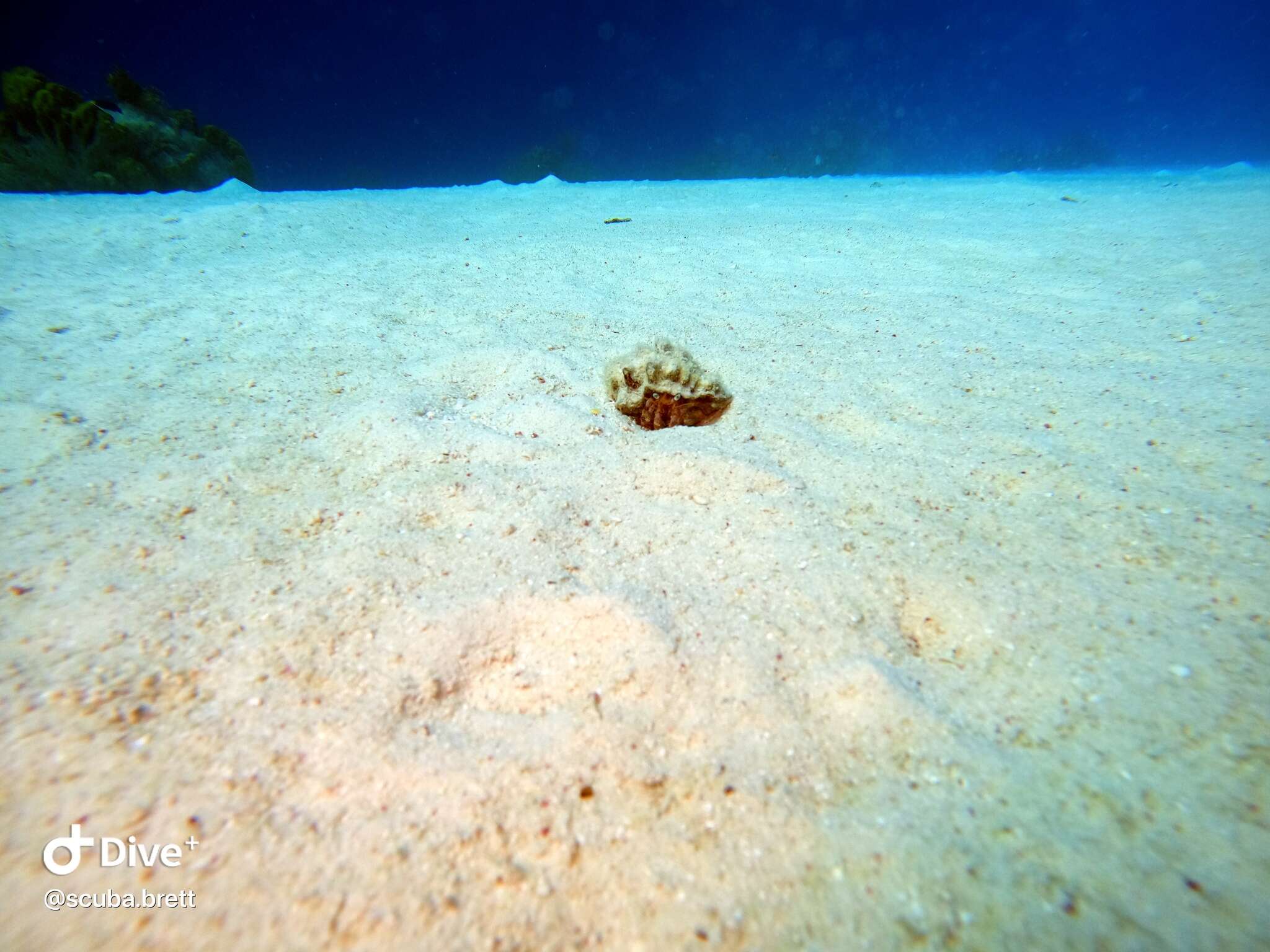 Image of stareye hermit crab