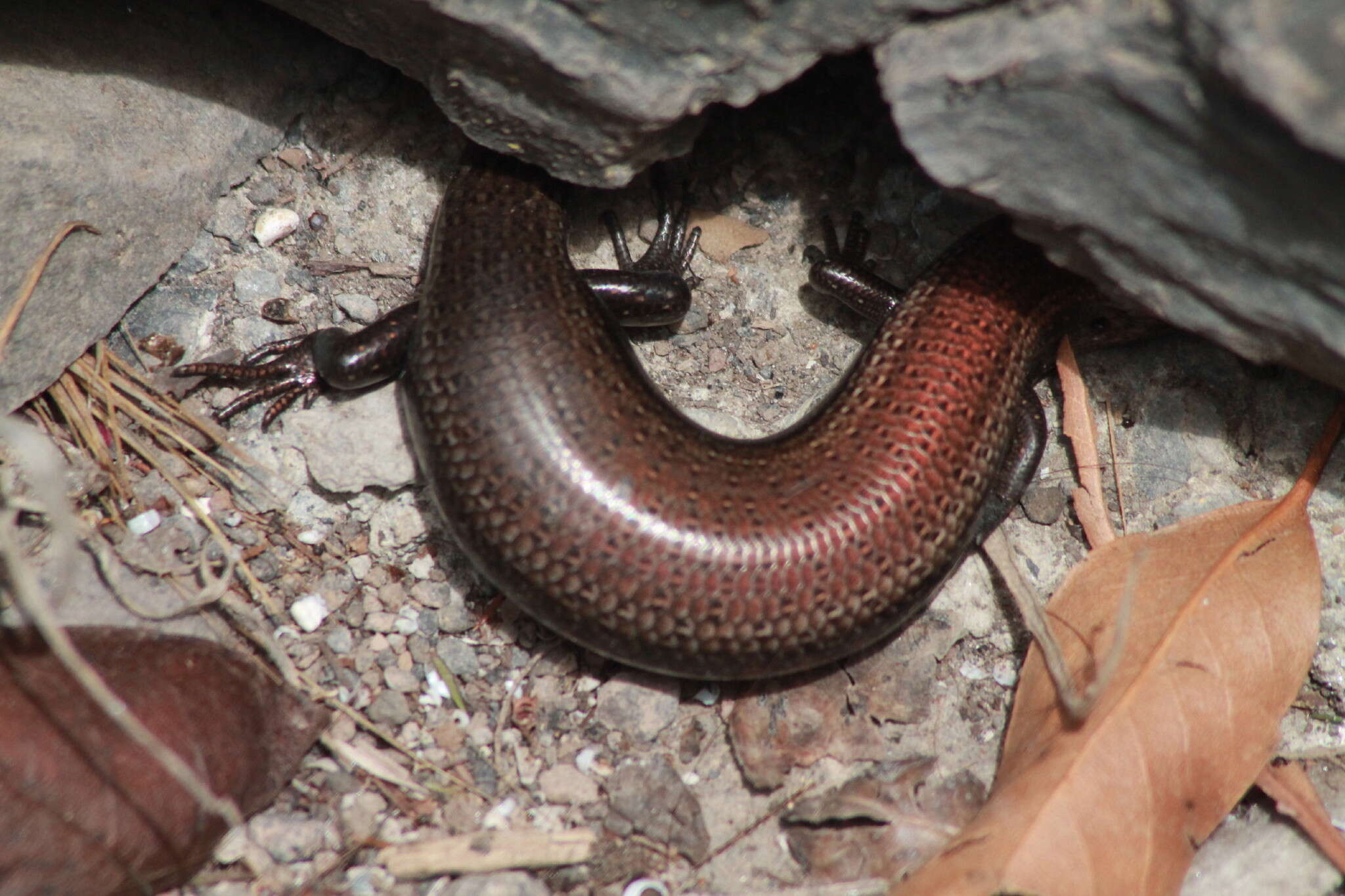 Plancia ëd Chalcides coeruleopunctatus Salvador 1975