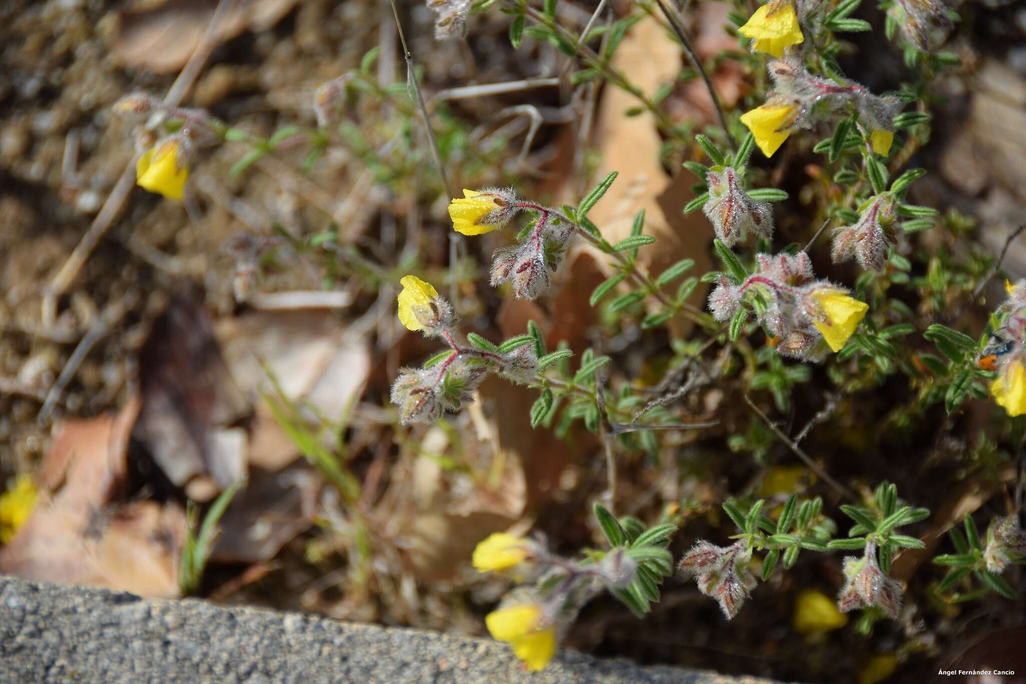 Plancia ëd Helianthemum hirtum (L.) Miller