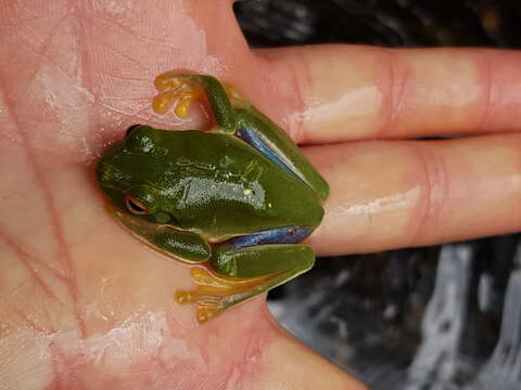 Image of Red-eyed Green Treefrog