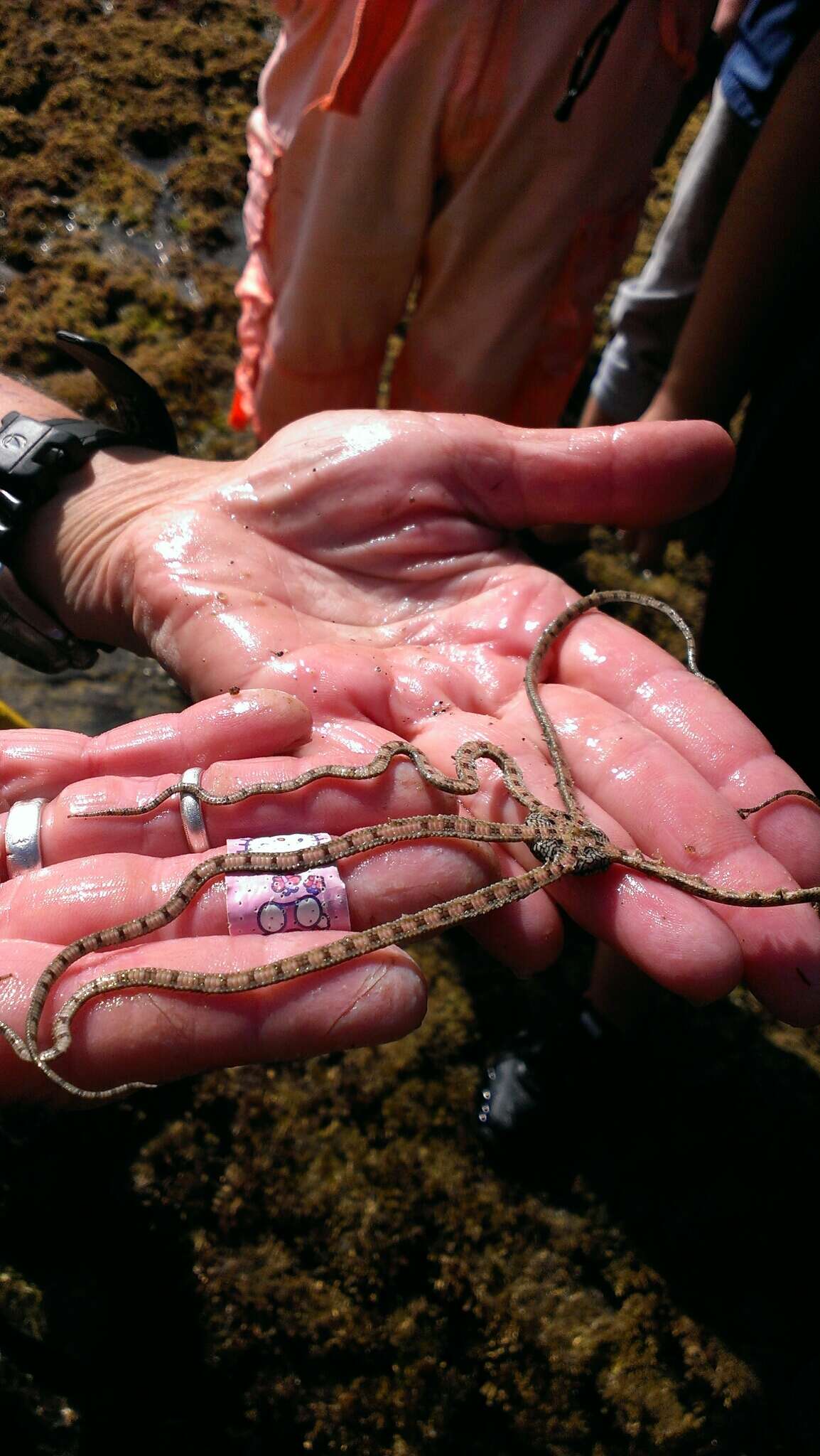 Image of Ophionereidina O'Hara, Hugall, Thuy, Stöhr & Martynov 2017