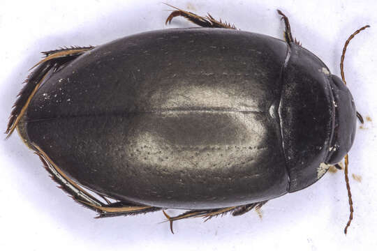 Image of Agabus (Gaurodytes) bipustulatus (Linnaeus 1767)