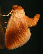 Image of Warm-chevroned Moth