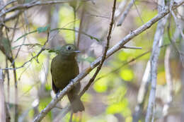 Image of Greenish Schiffornis