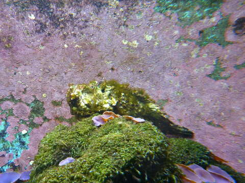 Image of Reef stonefish