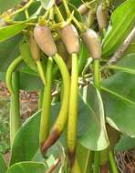 Image of red mangrove