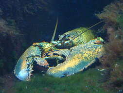 Image of Common lobster