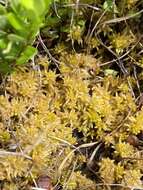 Sphagnum lescurii Sullivant ex A. Gray 1856的圖片