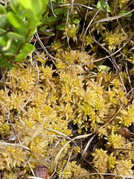 Image of Lescur's sphagnum